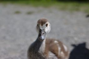 gray goose on the sand