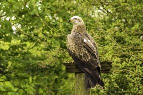 hawk on a wooden beam near green trees