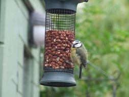 blue tit sits on bird Feeder