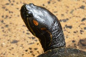 Macro photo of Turtle