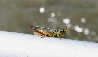 green grasshopper on shiny background close-up