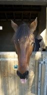 horse in a stall