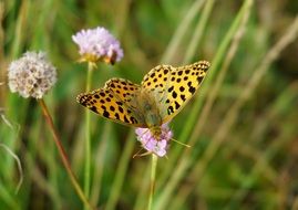 dotted yellow butterfly on the meadow