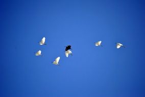 Birds in the blue Sky
