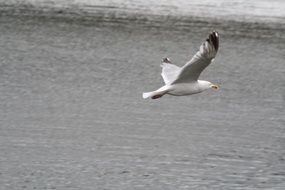 Black and white photo of the seagull on Baltic Sea