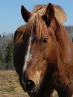 portrait of a brown horse on a ranch