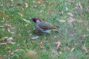 green woodpecker in wildlife