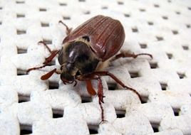 Closeup photo of Melolontha Beetle