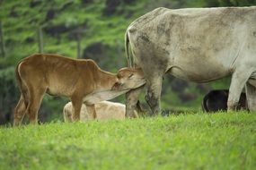 calf drinks mother's milk