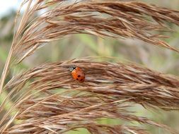 Lady Bug on wheat brown