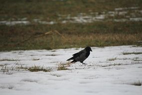 raven standing on the snow