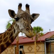picture of an african giraffe