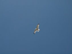 the seagull soars in the sky