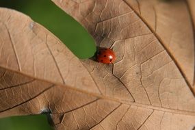 ladybug on a dry leaf