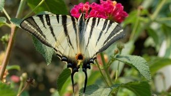 delightful swallowtail Butterfly feeding on red flower