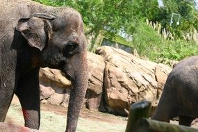 family of african elephants in the aviary