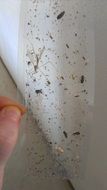 insects on flypaper