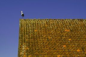 white stork on the roof on a sunny day