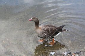 gray goose in the water
