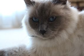 Birman Cat with Blue Eyes, portrait