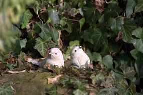 Garden Still Life Fig Birds