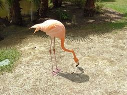 Pink flamingos in tropical forest