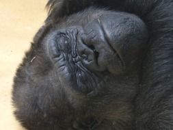 portrait of a sleeping gorilla