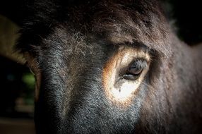 Eye The Horse