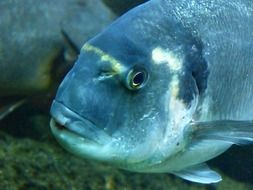 big colorful fish in the aquarium