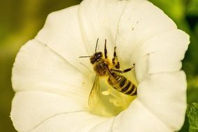 Bee in Flower