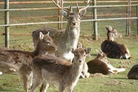 wild deer near the fence