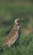 meadow bird close up