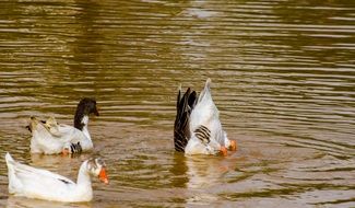 ducks fish in the pond