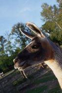 portrait of a llama on a farm