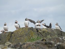 flock of puffins