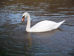 elegant swan on the water