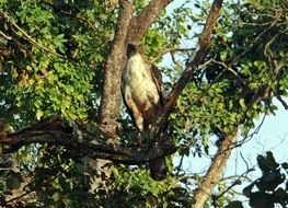 perched changeable hawk-eagle, india, karnataka, bandipur