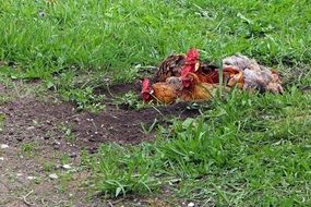 hens are sitting in the ground
