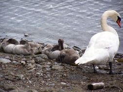 Baby Swans by the Water