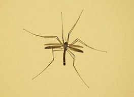 photo of a mosquito on a beige wall background