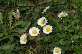 insects on white spring flowers