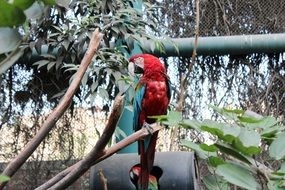 rainbow parrot in the zoo