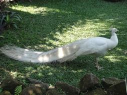White Peacock on the green grass in the shade