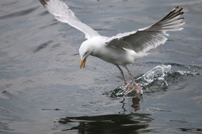 Seagull on a baltic sea