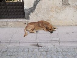 brown stray dog is sleeping on the street