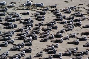 flock of gray birds on the coast in america