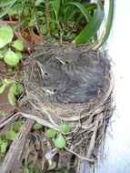 nest of blackbirds