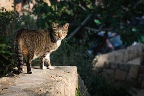 cat on the wall