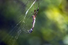 poisonous spider on a web close up