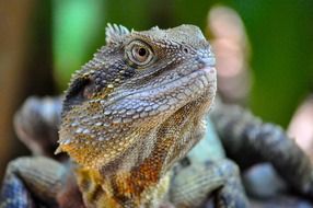 Eastern Water Dragon, head of Lizard close up